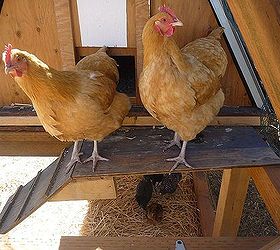 homesteading with chickens 101, homesteading, pets animals