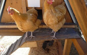 Homesteading With Chickens 101