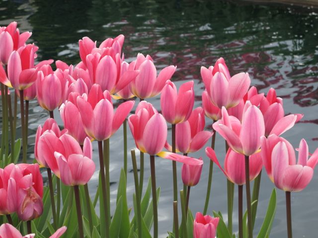 tulips galore, gardening