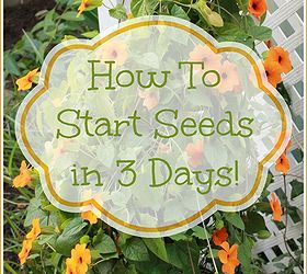 how to start seeds in just 3 days, gardening, Black eyed susan vine
