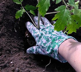 how to transplant heirloom tomato plants into the ground, gardening
