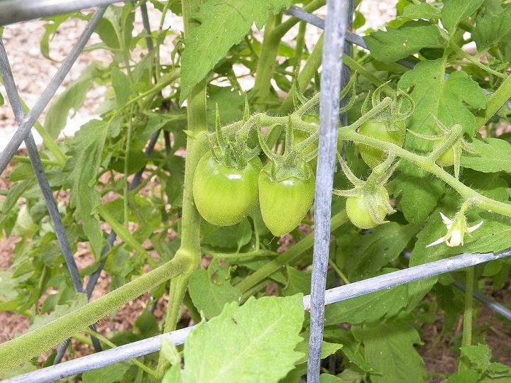 2013 garden, gardening, We got tomatoes