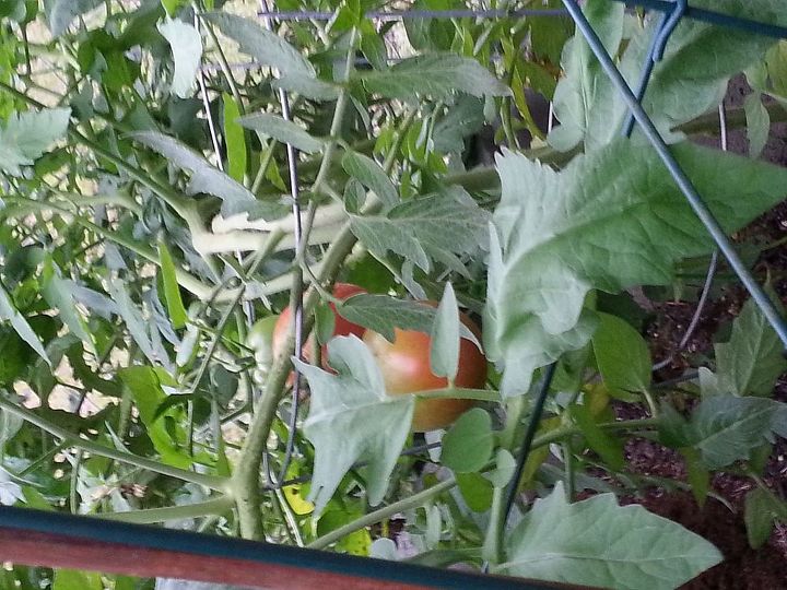 how do you prepare for the next season when your crops are finished, gardening, Beefsteak tomatoes