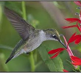 Plant Cardinal Flowers to attract Hummingbirds.