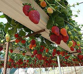 recycled gutters into strawberry planters, gardening, repurposing upcycling