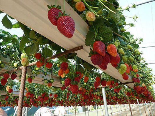 recycled gutters into strawberry planters, gardening, repurposing upcycling
