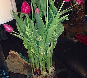 Tulips for valentines. What to do?