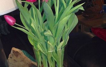 Tulips for valentines. What to do?