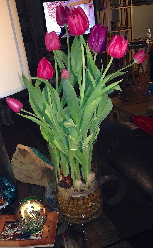 tulips for valentines what to do