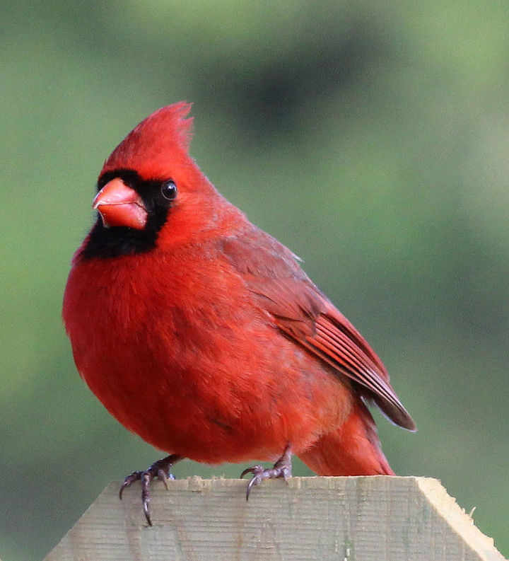 too many birds to count, pets animals, Cardinal Male