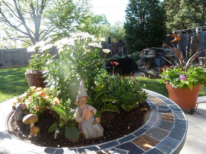 everything is planted and placed, gardening, outdoor living, ponds water features, Fire pit planted ray of light on cutie