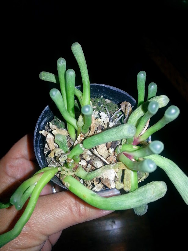 not sure what to do help, gardening, Baby Toes Fenetrana Aurantiaca