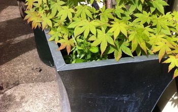 Planting Trailing Lobelia Around the Base of My Potted Acer
