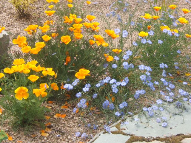 gardening in gravel, gardening, California Poppy growing with Blue Flax in pink gravel