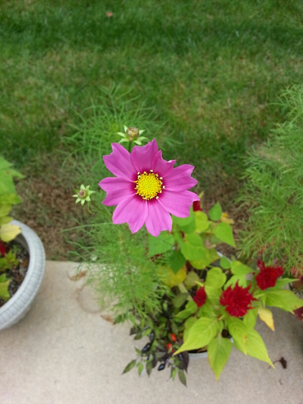 what is this, flowers, gardening