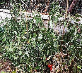 tomatoes dry leaves
