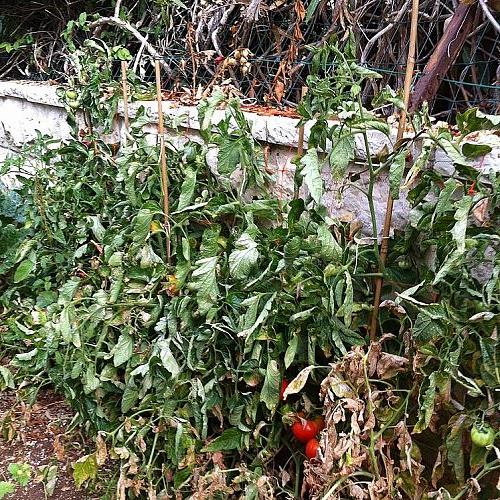q tomatoes dry leaves, gardening
