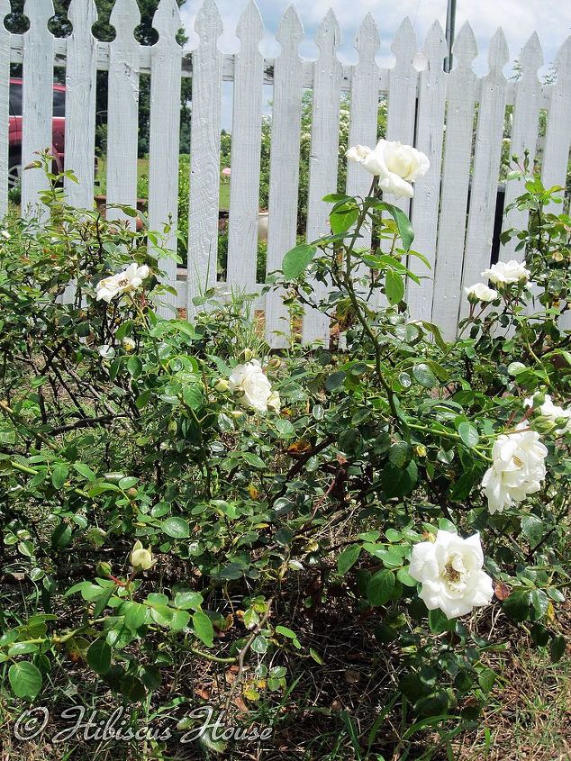 does anyone know the name of this rose, gardening, another shot