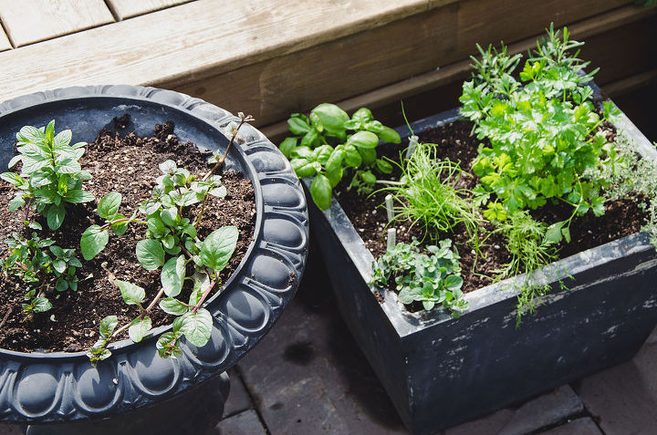 plant your herb garden in containers, container gardening, gardening