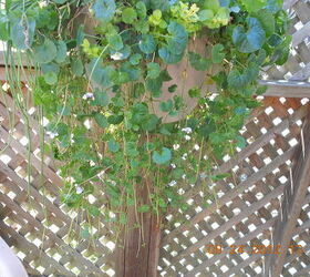 unknown name for that trailing ivy w purple amp white small flowers, flowers, gardening, trailing w flowers