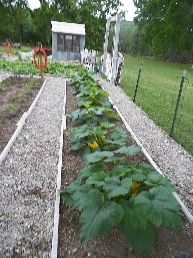 2013 garden, gardening, Squash
