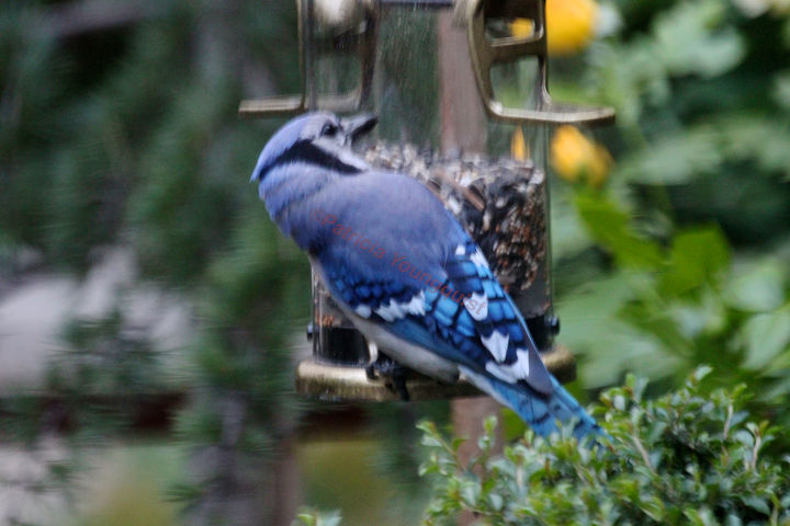 catching crumbs that fall to the floor followup 3 to 8 22 s post, decks, gardening, outdoor living, pets animals, urban living, Blue Jay enjoys feeder Image featured in an entry on TLLF s Blogger Pages