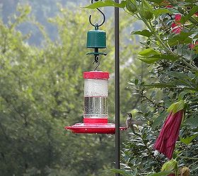 This is, Hands Down, the BEST Ant Guard for Hummingbird Feeders!