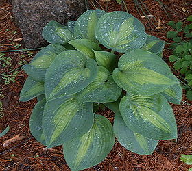 propagate hostas without breaking your back, gardening, landscape