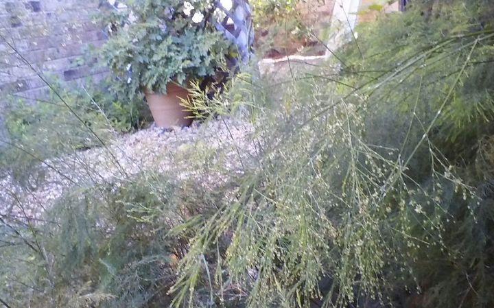 q identify please, Here are tiny blooms