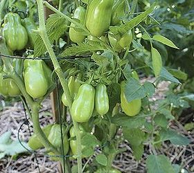 guide to growing tomatoes, gardening, Prune lower leaves to provide air circulation and more sunlight to the lower fruit