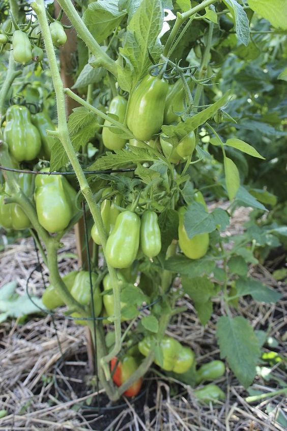 guia de cultivo de tomate, Podar as folhas inferiores para circular o ar e obter mais luz para os frutos inferiores