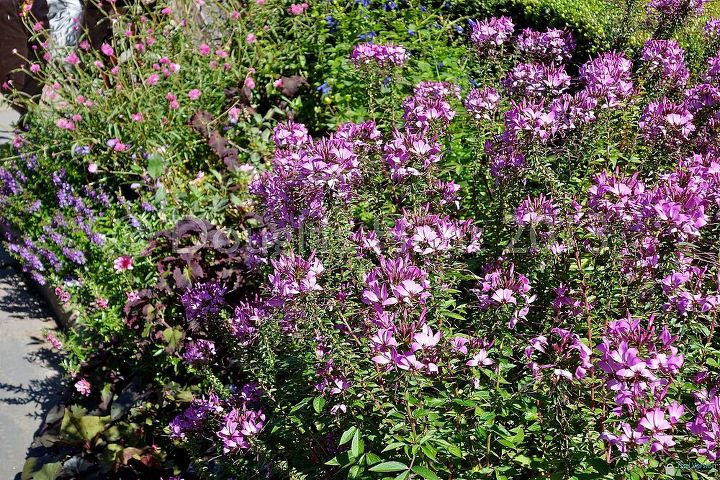 a visit to central park s conservatory garden, gardening, Dwarf cleome work well in a mixed border