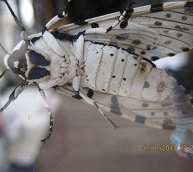 a black and white dots butterfly, pets animals, front side from my glass sliding door