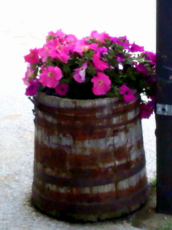 flower ideas for barrel pots and planters, flowers, gardening, repurposing upcycling, pink petunias
