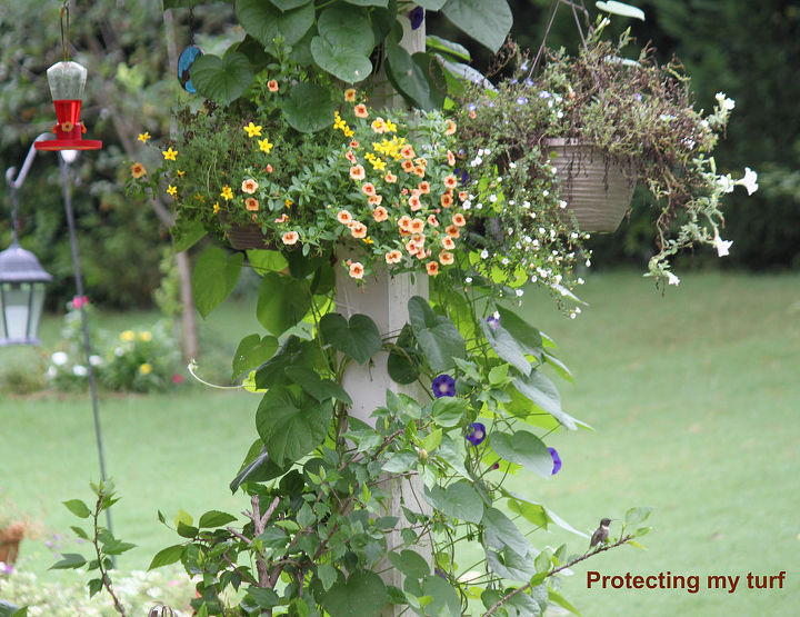 how far apart should i place my hummingbird feeders