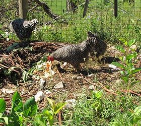 build a compost bin with old pallets haywire cost free, composting, go green, homesteading, pallet, repurposing upcycling, Before Our chickens rooted through the compost bin great in some ways but very messy it needed to be contained