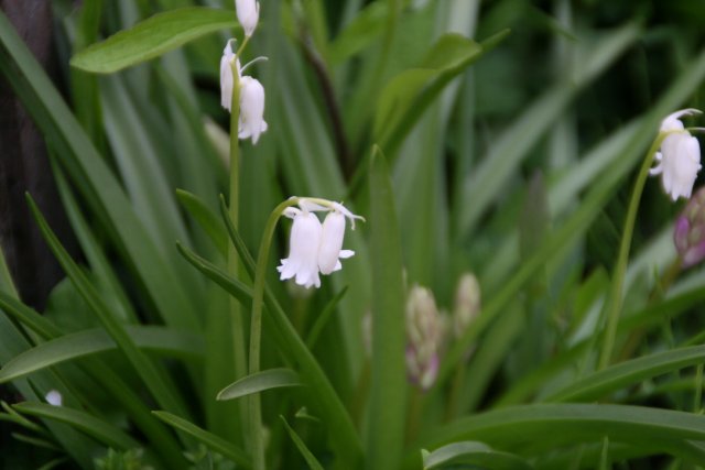 lily of the valley look alike, gardening