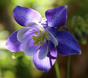 mid may in my garden, flowers, gardening, This lovely little columbine is just beginning to bloom