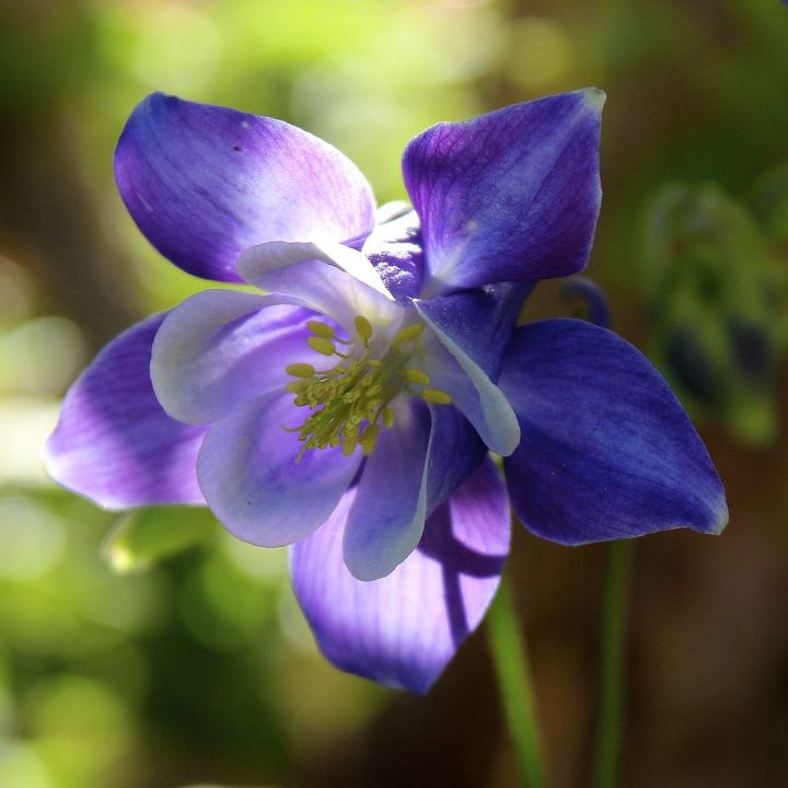 mid may in my garden, flowers, gardening, This lovely little columbine is just beginning to bloom