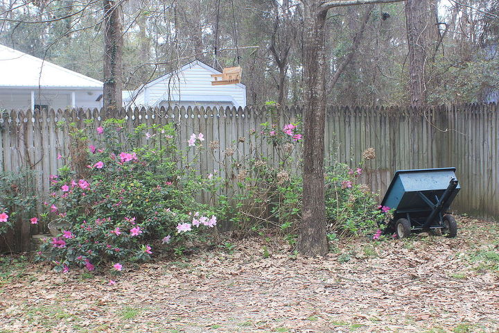 n fl novice gardener advice on rehabilitating azaleas hydrangeas