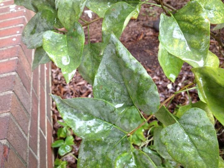 white spots and black spots on plants remedy, gardening, Lilac white spots