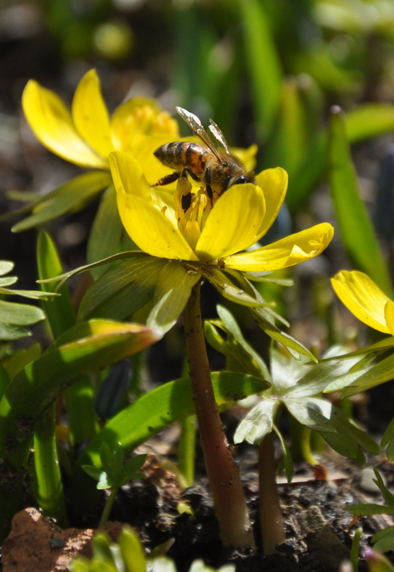 get an jumpstart on spring with small scale bulbs, flowers, gardening, Winter Aconite or Eranthis hyemalis are very early bloomers that look best in drifts Leave them to naturalize in rock gardens and under the shade of trees
