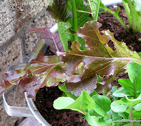 growing lettuce in a colander or how to grow and wash your veggies all in the same, container gardening, gardening, Then I just added dirt and the lettuces I bought small lettuce plants but you could grow from seed