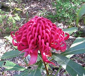 leura garden festival kicks off this weekend i can t wait, flowers, gardening, Waratah the flower symbol of the state of New South Wales NSW Australia