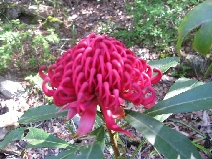 leura garden festival kicks off this weekend i can t wait, flowers, gardening, Waratah the flower symbol of the state of New South Wales NSW Australia