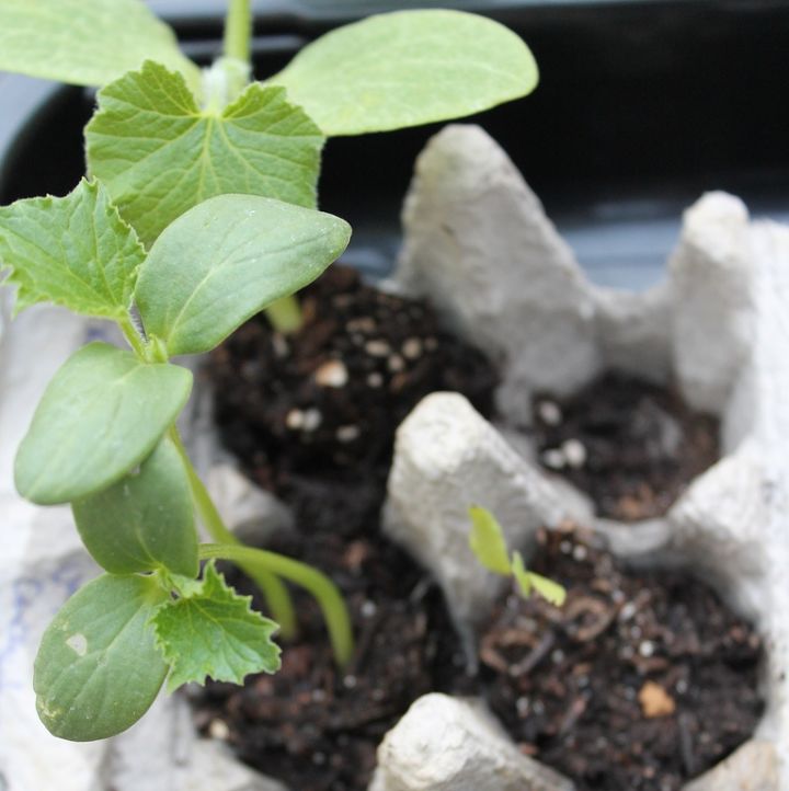 a japanese spring vegetable garden, container gardening, gardening, The seedlings were given to me in this egg carton I love the earth friendliness of the gift