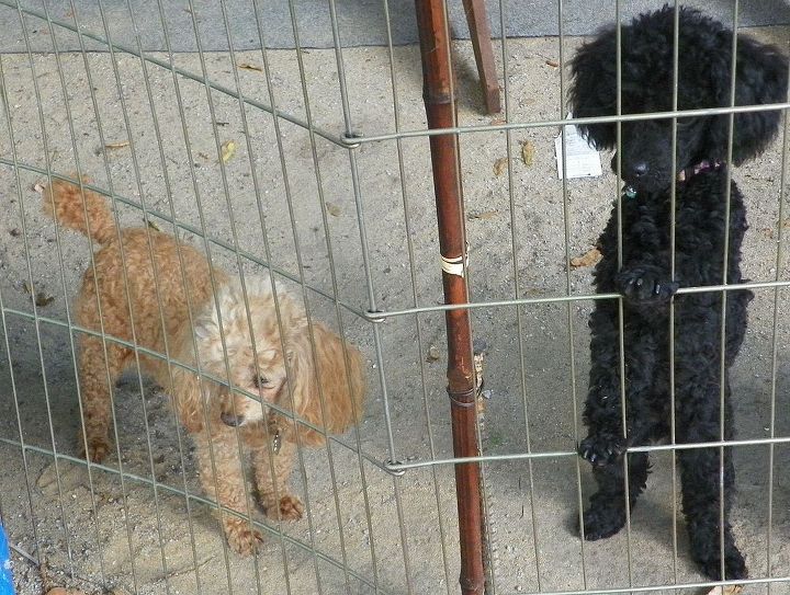 my faithful guard dogs little bit and sophie, pets animals, Sophie is the black poodle She is 21 weeks They love to lay in the yard and watch me all day