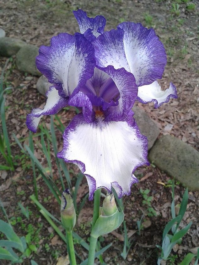 iris i forgot to post, gardening