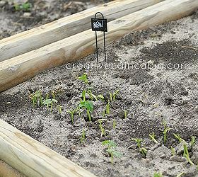 how to keep the critters out of the garden, gardening, pest control, raised garden beds, Tender bean shoots ate down by rabbits