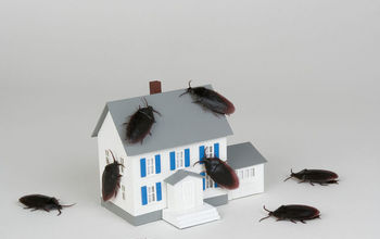 Common Pest Control Mistakes